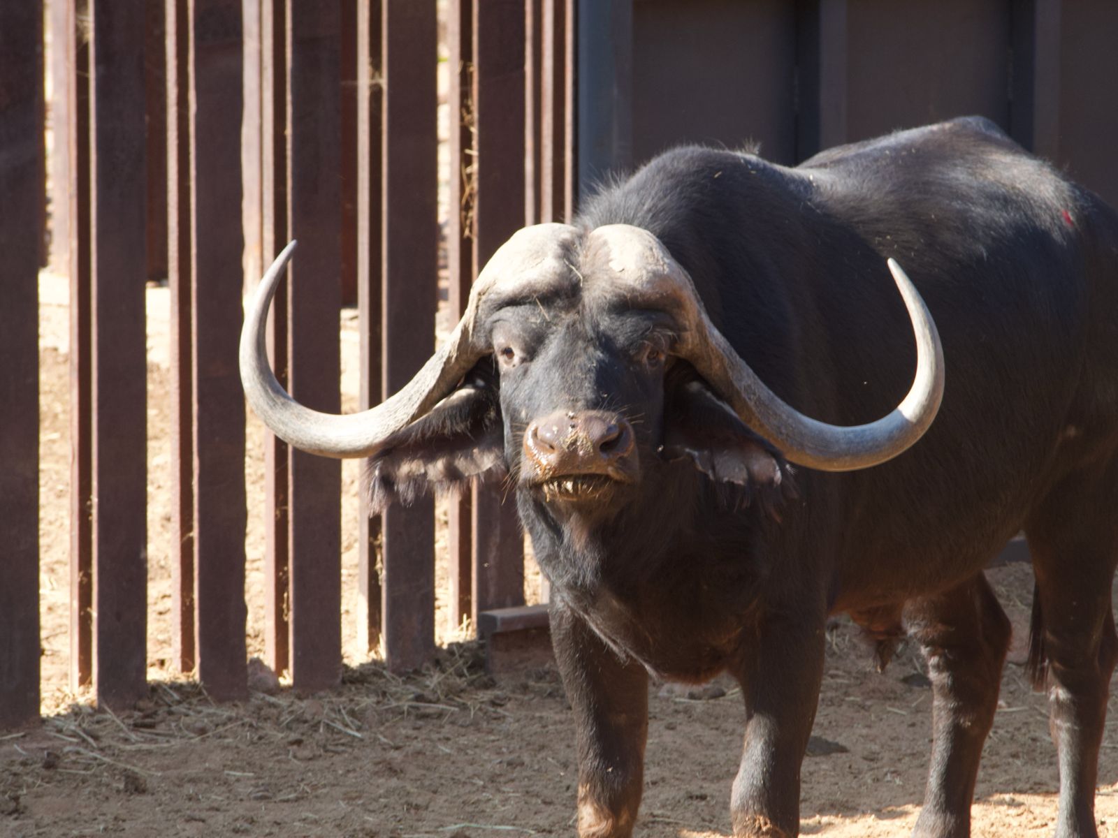 42 6/8" Buffalo bull 